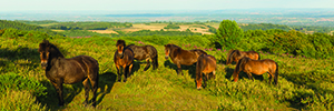 4 Ponies Euthanized After Sickness