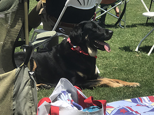 art and music doggie