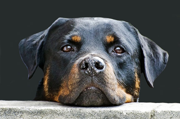 Cape Charles Goes to the Dogs Over Leash Law