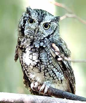 Nighttime Owl Prowl Introduces Visitors and Locals to Distinctive Calls