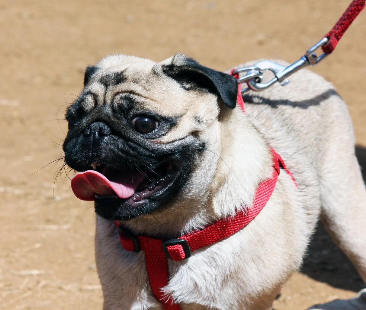 Cape Charles Passes Leash Law