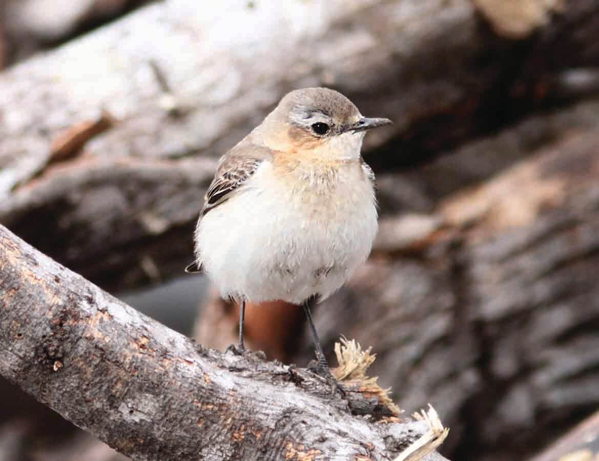Rare Bird Sighted in Machipongo