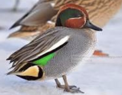 Conservation Writer Charged With Baiting