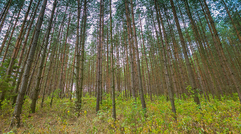 Coalition Sees Wealth for Black Farmers in Land, Forestry