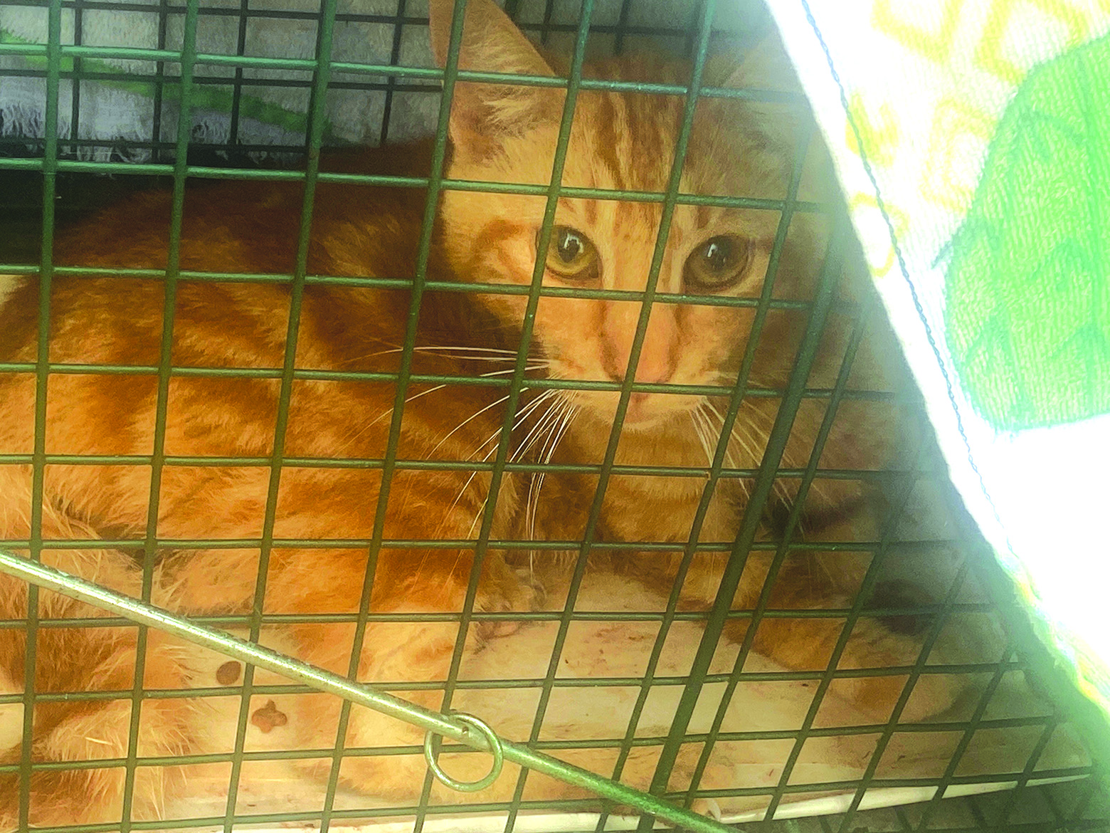 Making ‘A Tremendous Difference’: Group Seeks To Reduce Outdoor Cat Population