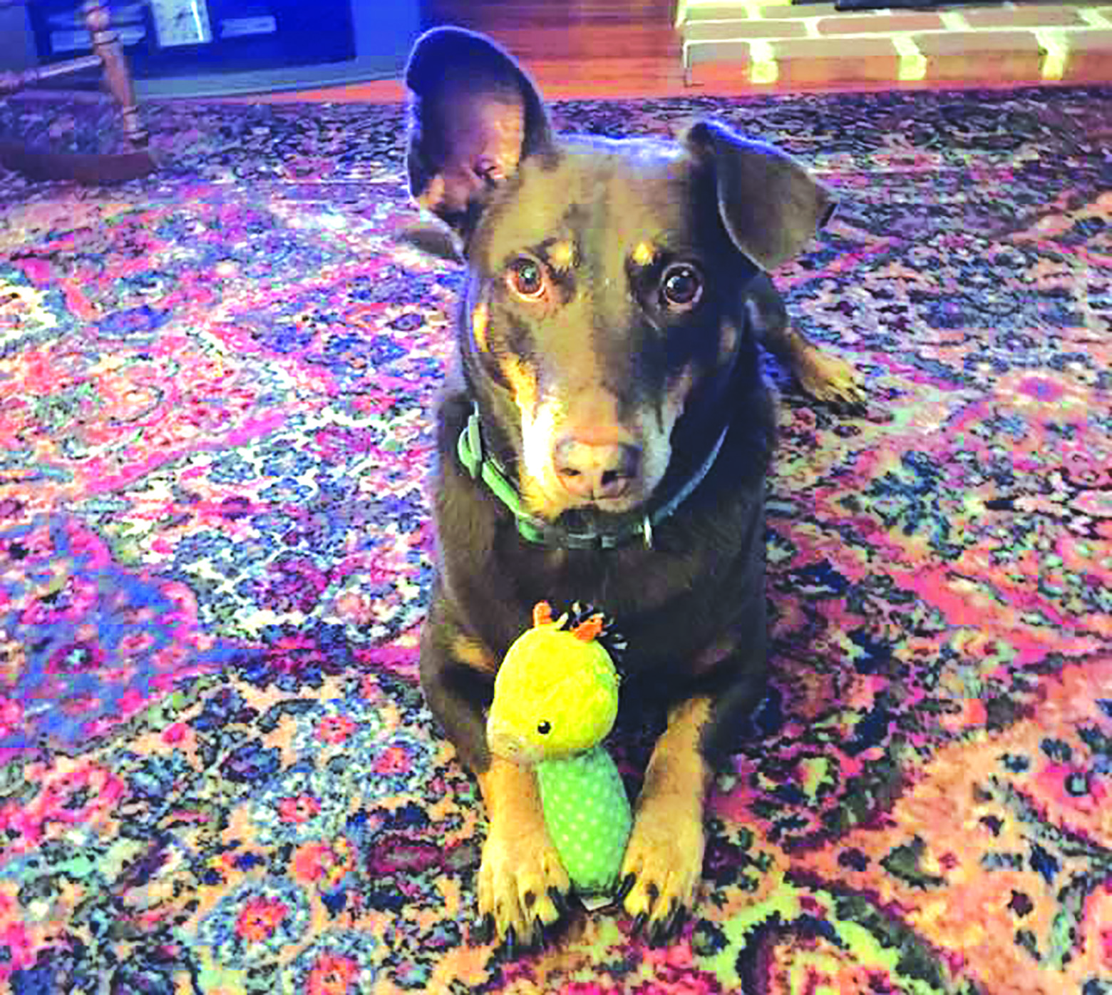 Dog Stolen in Car Theft Found Safe in North Carolina