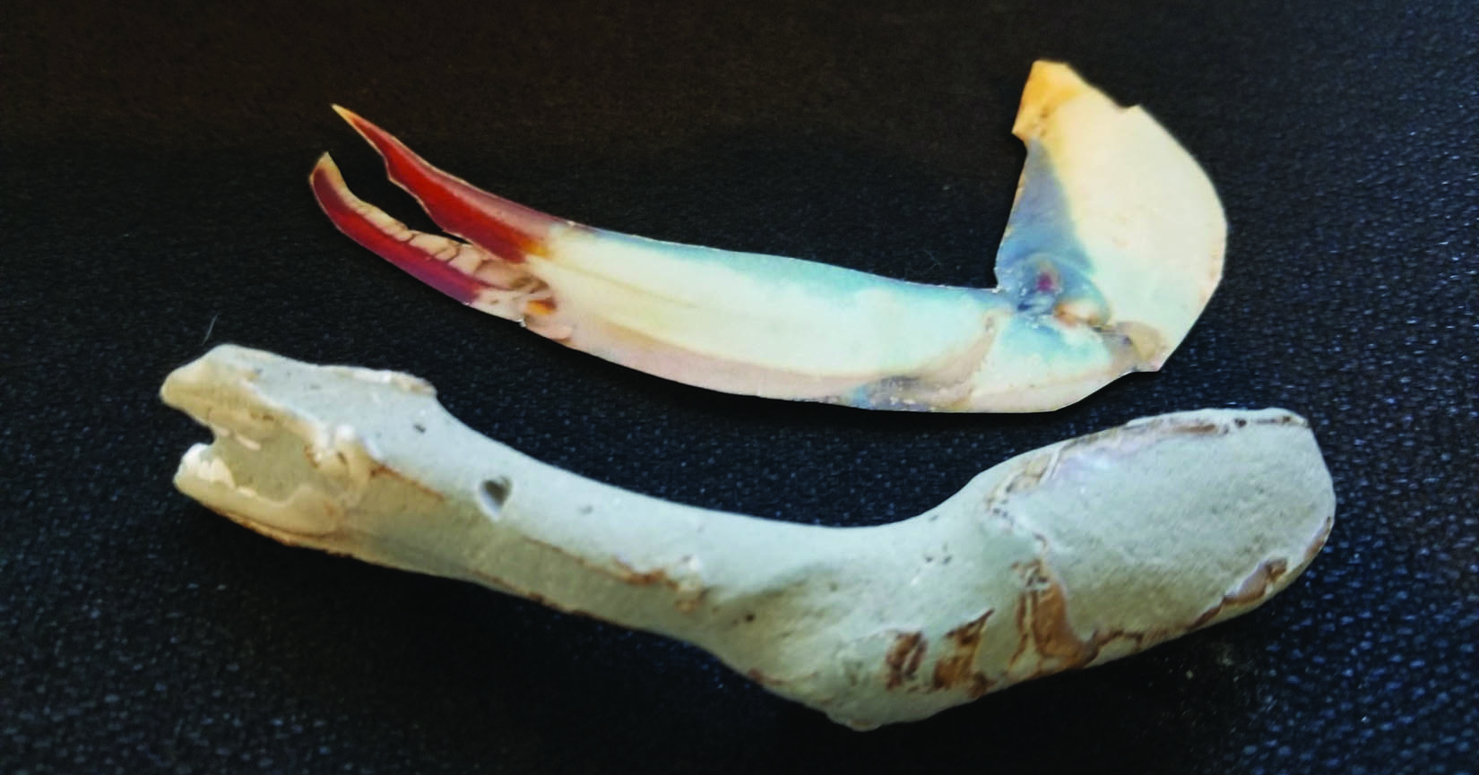 Fossil Crab Claw found on Assateague Beach