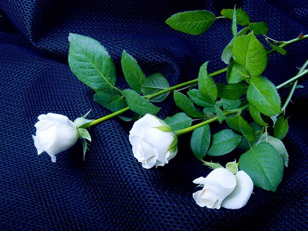 Mary Stuart