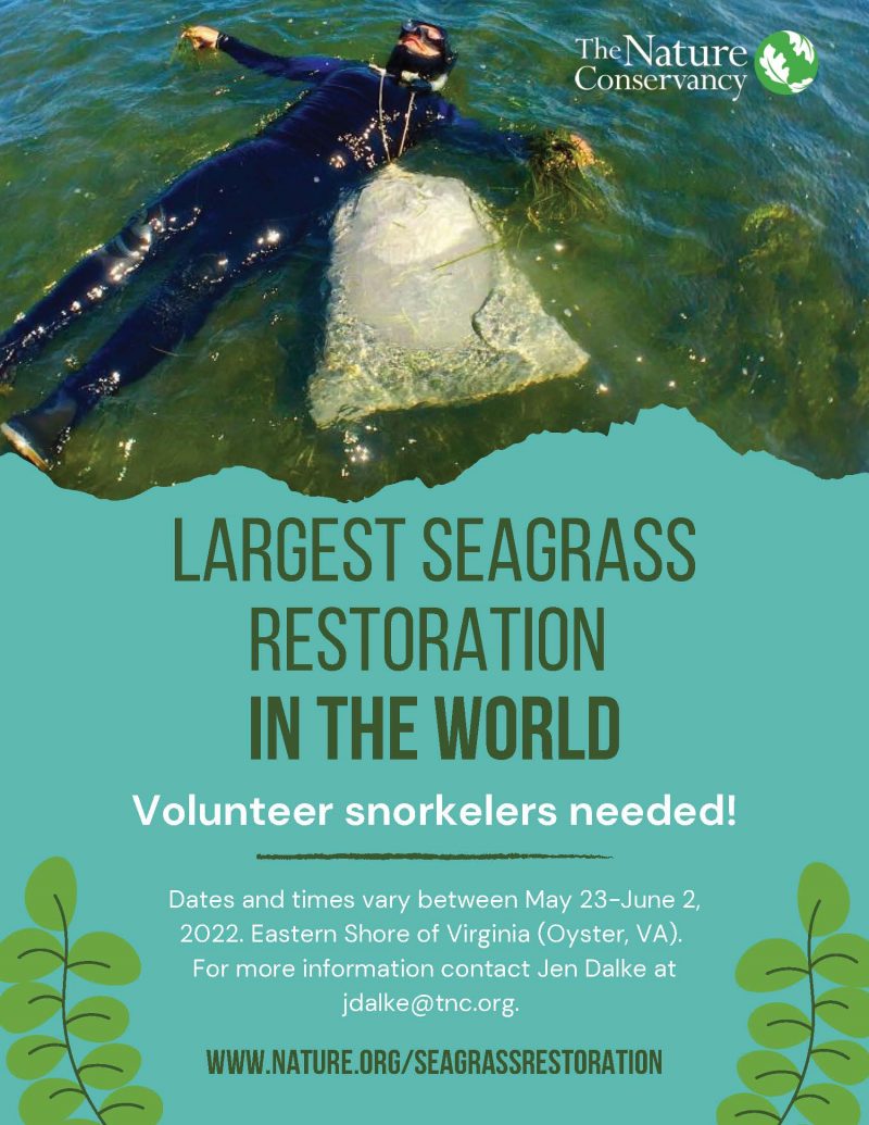 Volunteer Snorkelers Sought for Seagrass Restoration Project