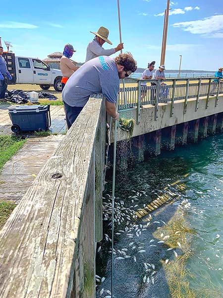 It Stinks: Another Fish Spill