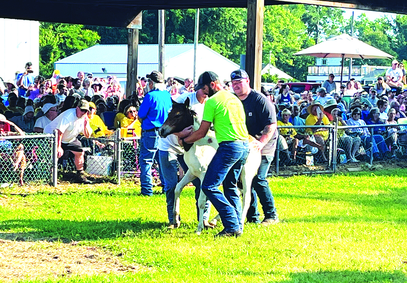 Chincoteague Pony Auction Includes Two Record-Breaking Pony Prices