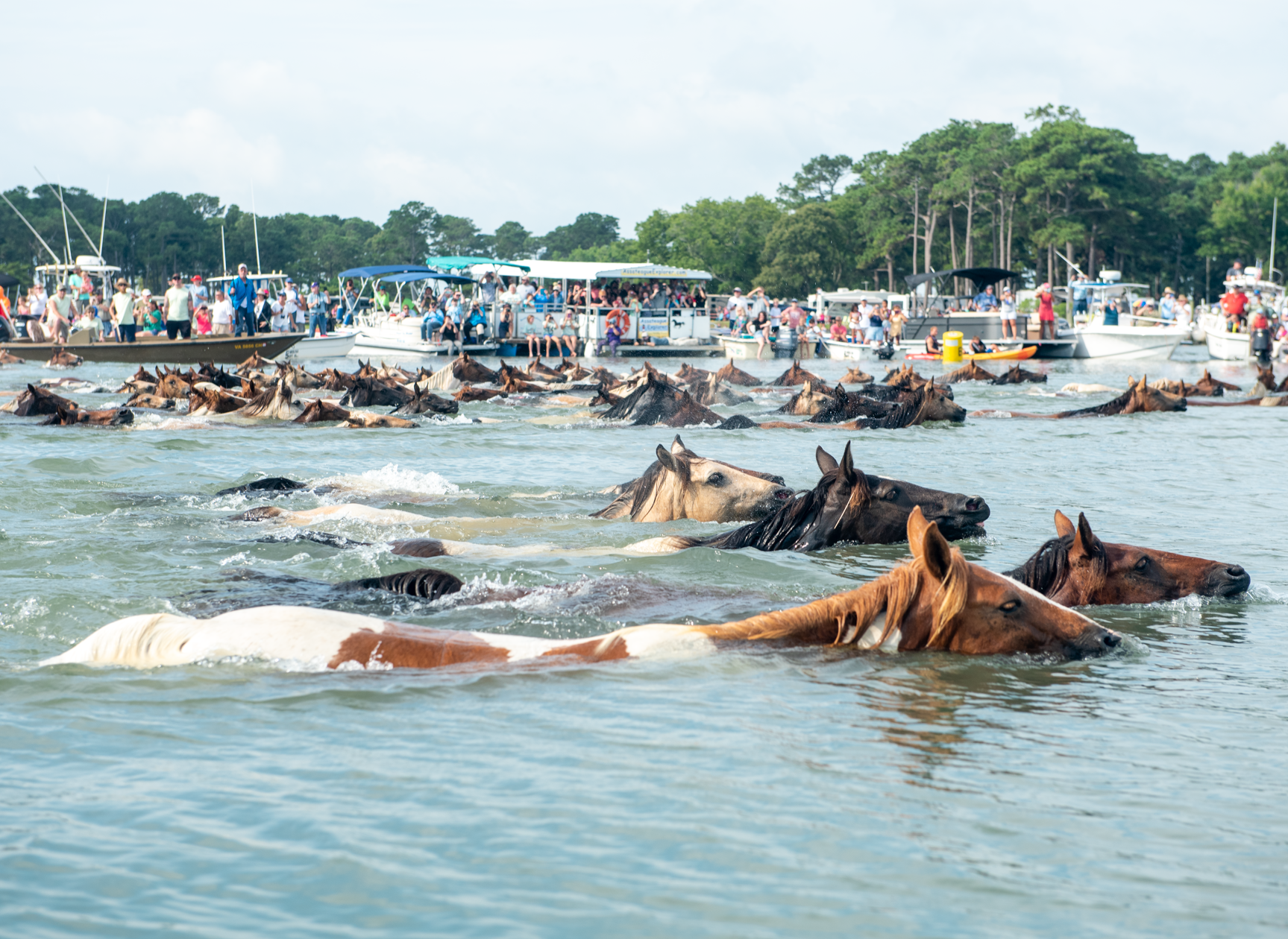Back in the Saddle: First Pony Swim in 3 Years Delights Visitors