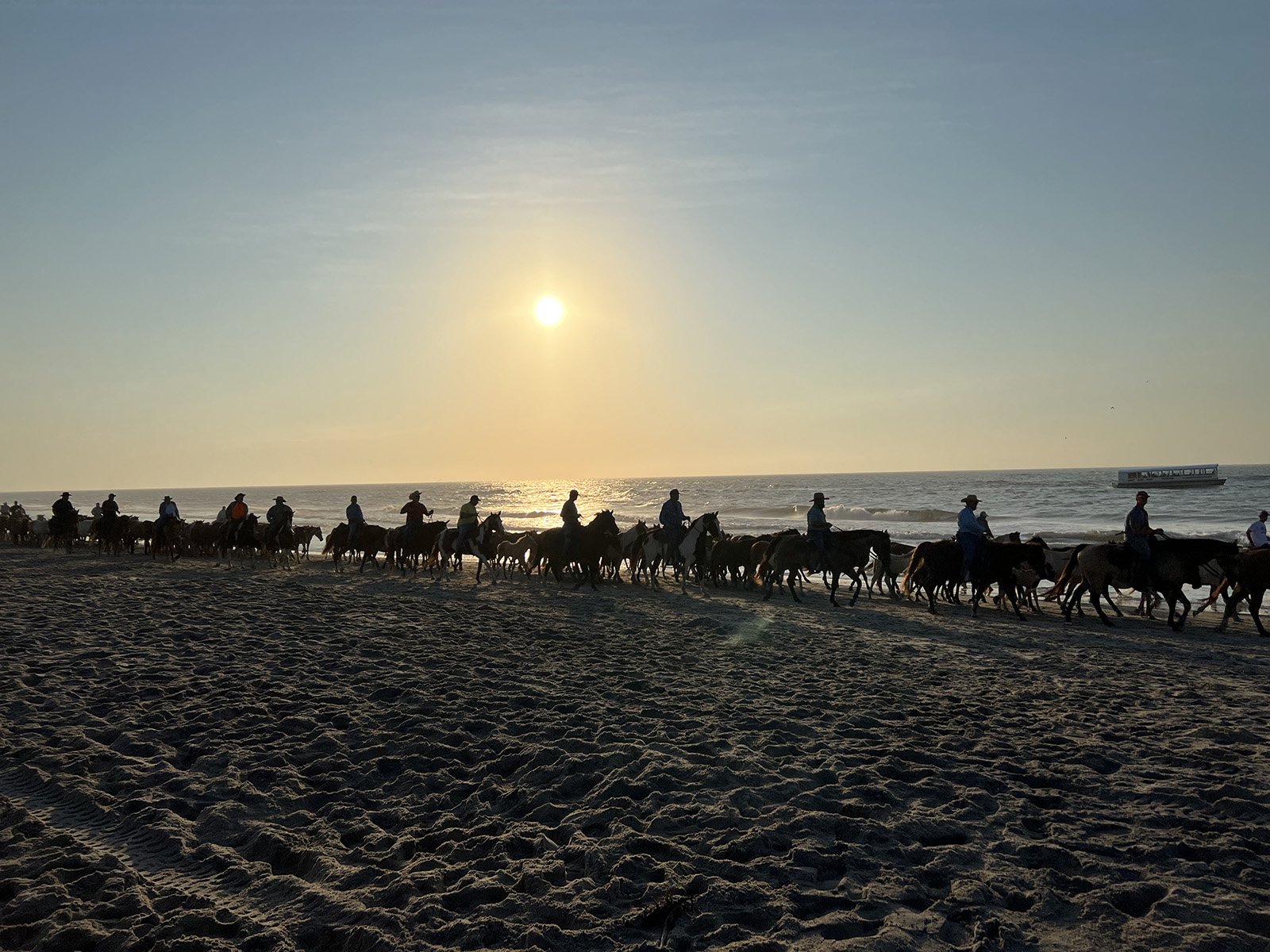 Chincoteague Ponies Delight in Annual Beach Walk