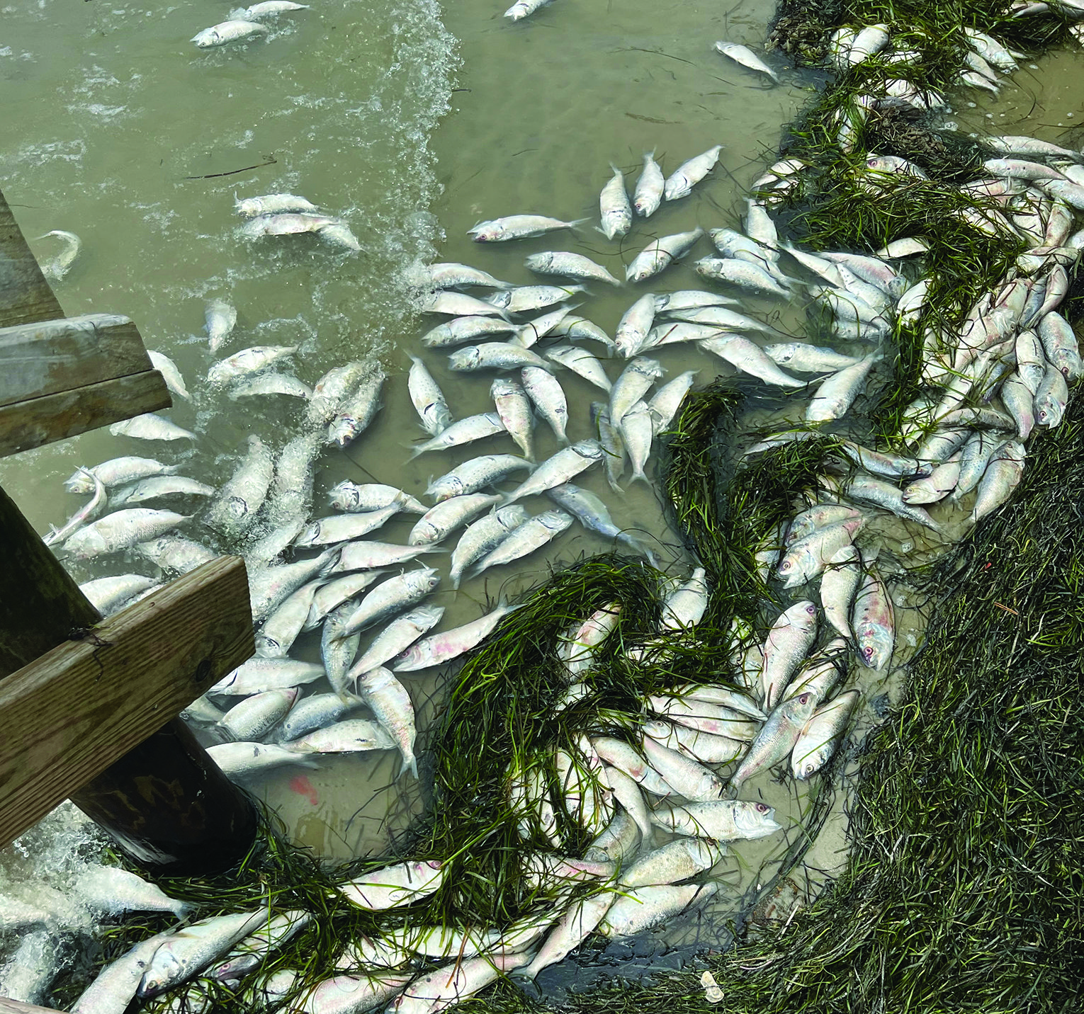 Reported Seine Net Break Causes Dead Menhaden to Wash Up in Northampton